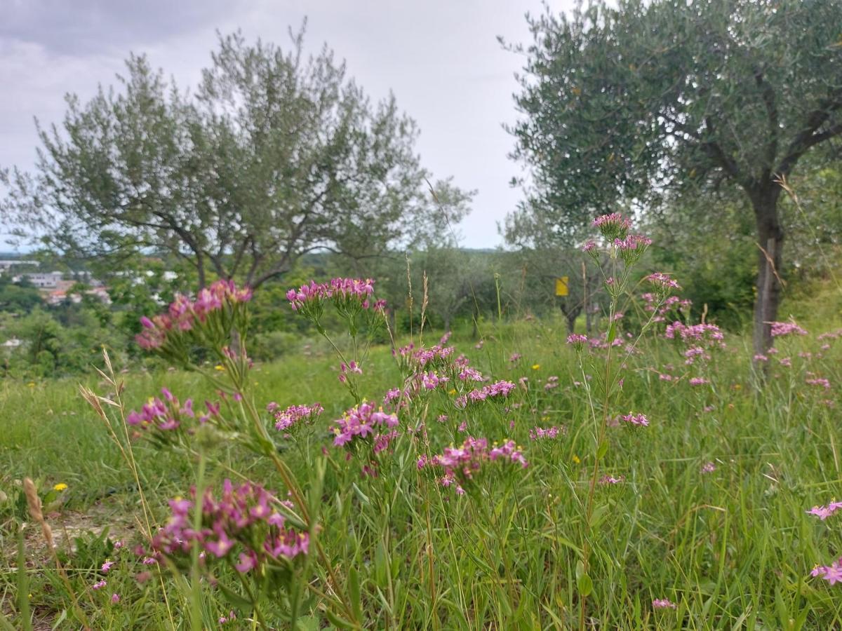 Hortensia Буйе Экстерьер фото
