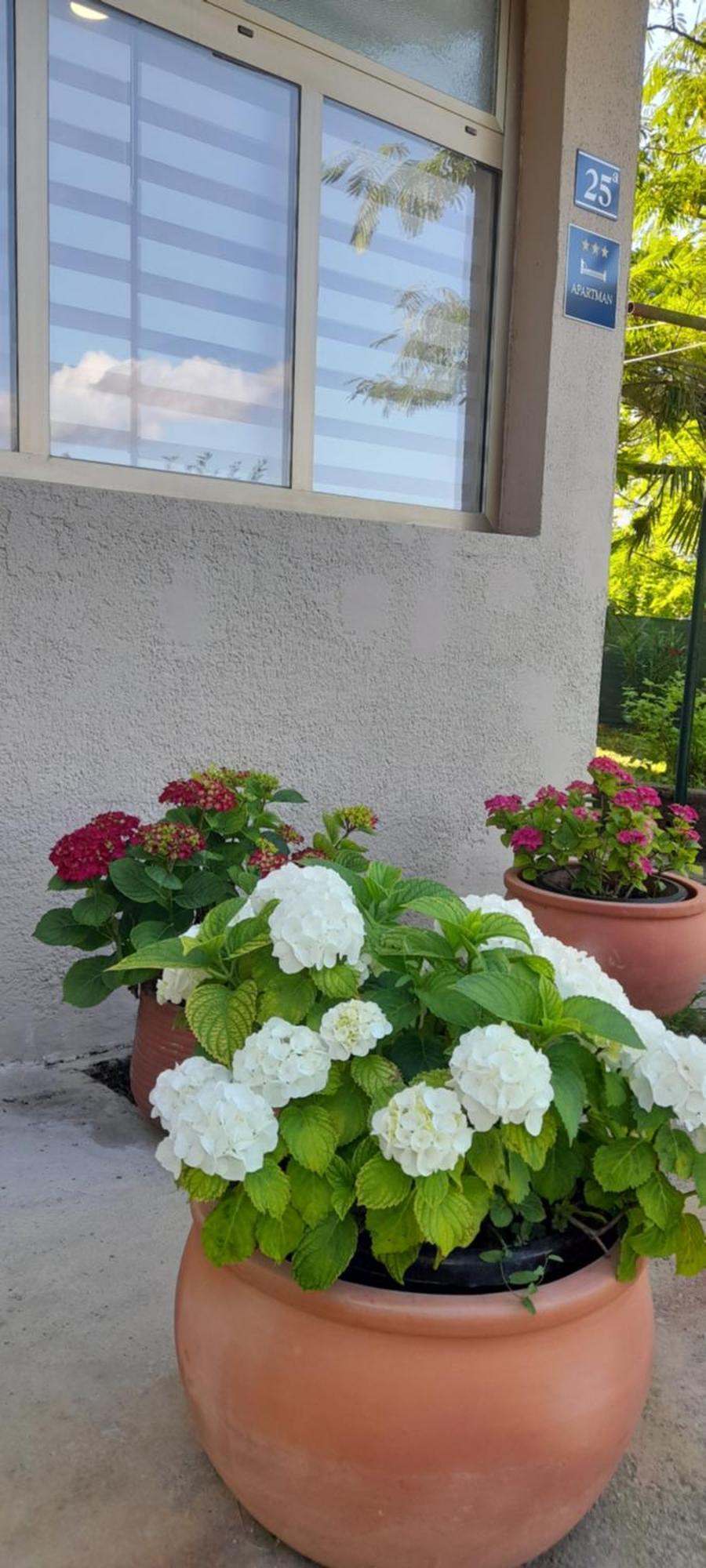 Hortensia Буйе Экстерьер фото